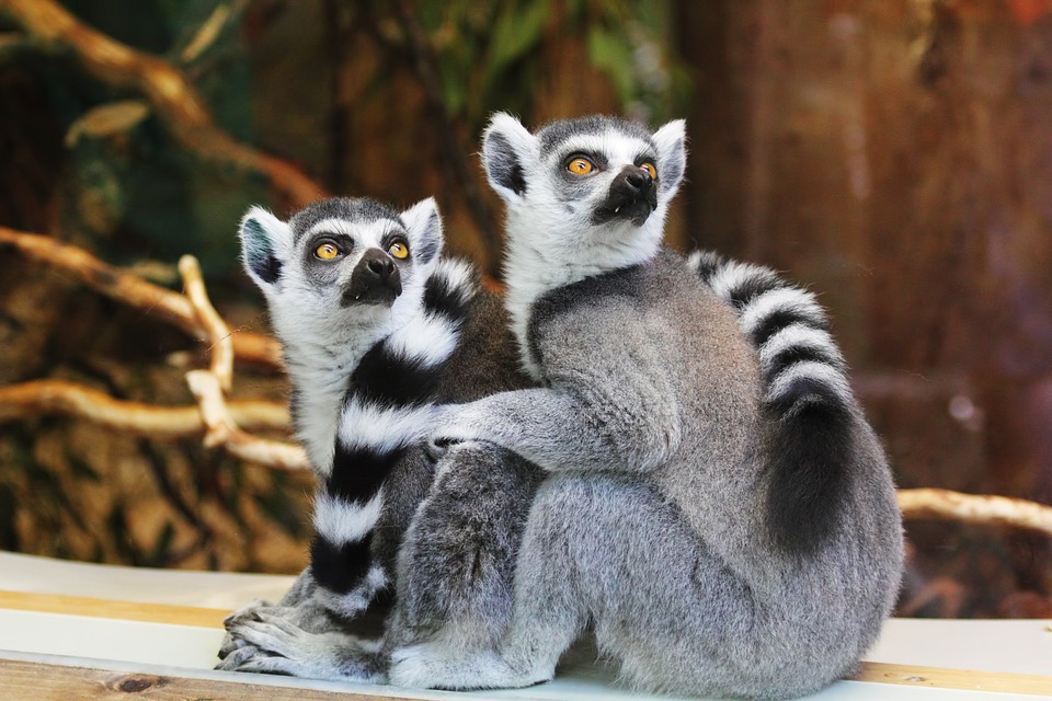 Lemur kata je krásný.