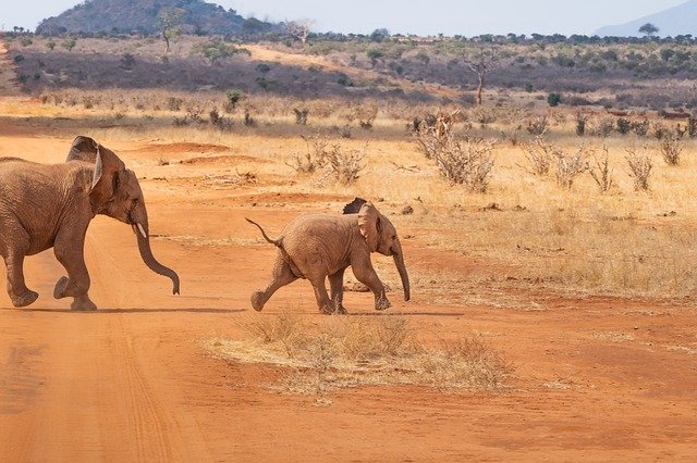 dva sloni